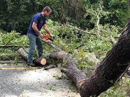 Best Tree Preservation Services  in Anderson Creek, NC