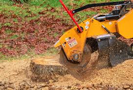 Best Root Management and Removal  in Anderson Creek, NC