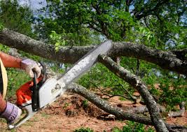 Best Lot and Land Clearing  in Anderson Creek, NC