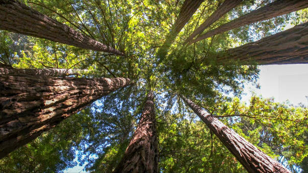 Trusted Anderson Creek, NC Tree Removal Experts