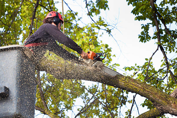 Best Tree Cabling and Bracing  in Anderson Creek, NC