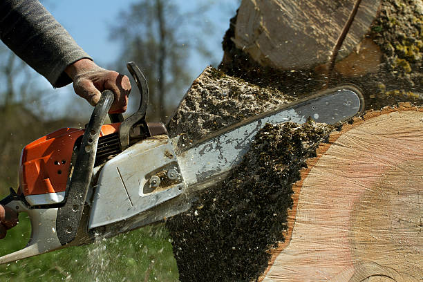 Best Tree Health Inspection  in Anderson Creek, NC